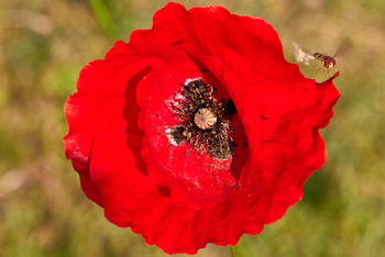 Poppy hover fly landing This image is a macro photograph taken in the morning during the summer season, featuring a close-up of a red poppy flower. At the centre of the composition, the detailed structure of the poppy's stigma and stamen are clearly visible, surrounded by vibrant red petals. A hover fly, belonging to the family of insects known as hover flies, is captured landing on the edge of the flower, its wings characteristically blurred in motion. The natural setting highlights the relationship between plants and insects, with flowers such as poppies providing essential resources for pollinators. The background appears softly out of focus, emphasizing the fine details and vivid colours of the flower and the hovering insect.